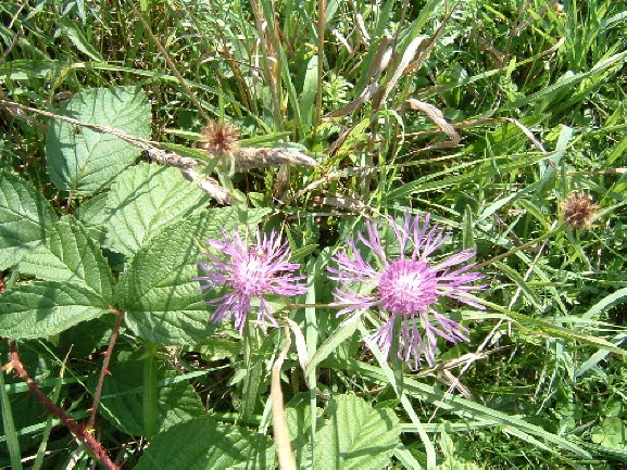 05a Wildflower