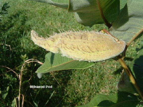 05c Milkweed Pod