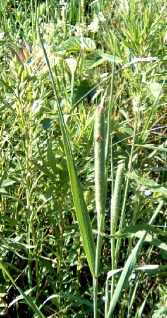 07a Grass