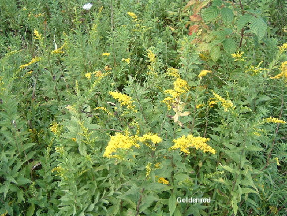 09 Goldenrod
