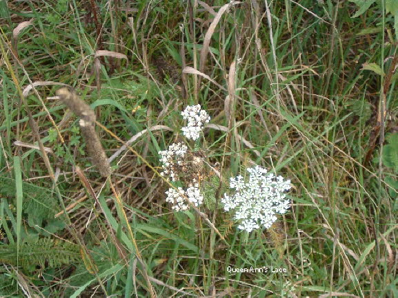 10 Queen Anns Lace