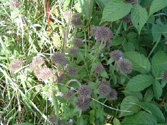 10a  Wildflower