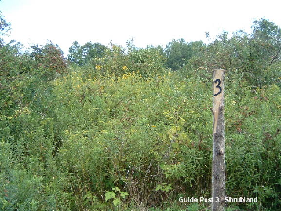11 Post3 Shrubland