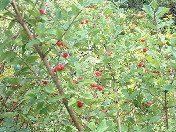 12 Red Berries