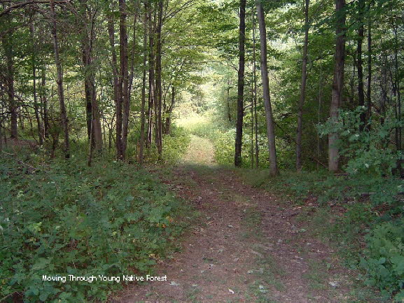 14 Through Native Forest