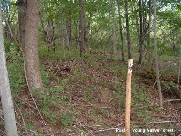 15 Post 4 Looking Into Young Forest