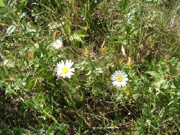 15a Daisies