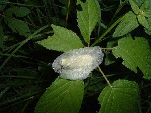 16a Chrysalis