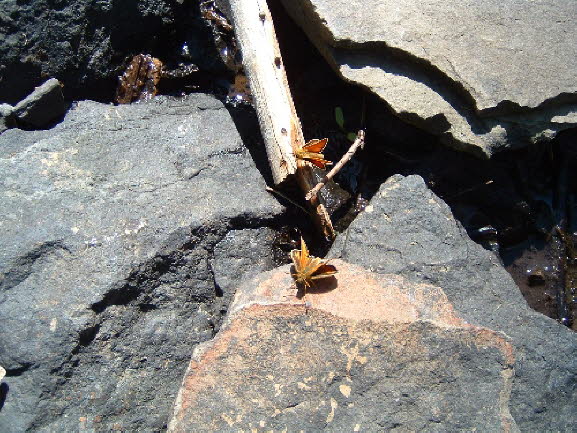 17b Stream Bed Bug