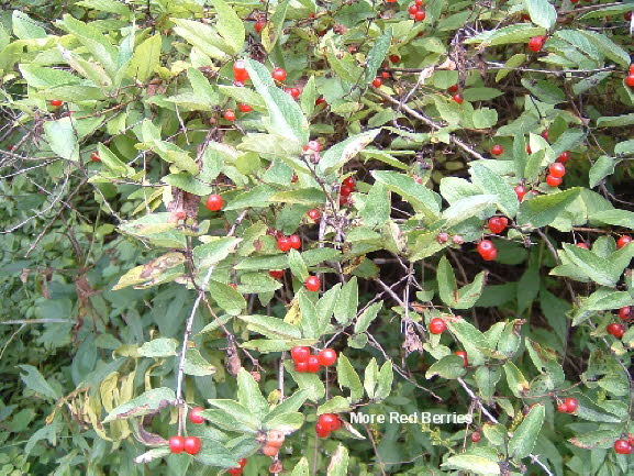 18 More Red Berries