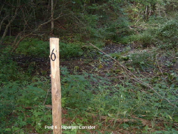 21a Post 6 Riparian Corridor