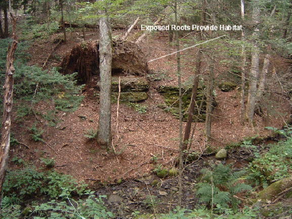 23 Exposed Roots Habitat