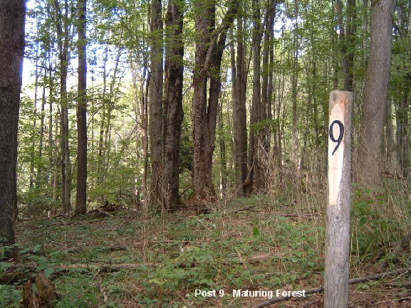 26 Post 9 - Maturing Forest