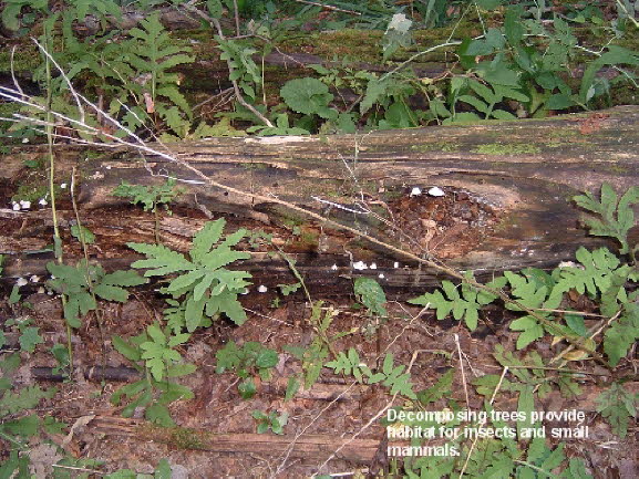 28a Decomposing Tree Habitat