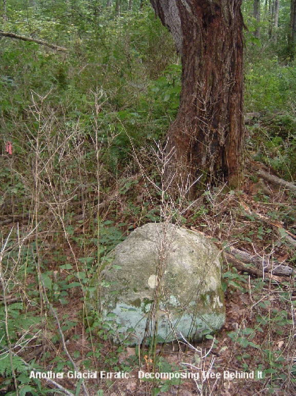 29 Glacial Erratic & Tree