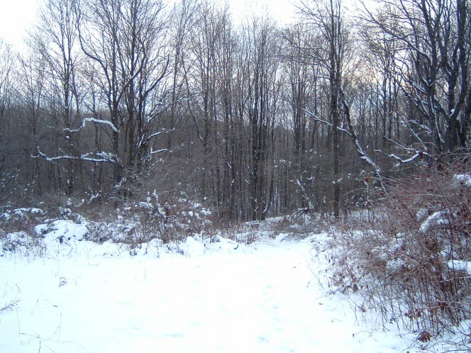 LRsnow0010