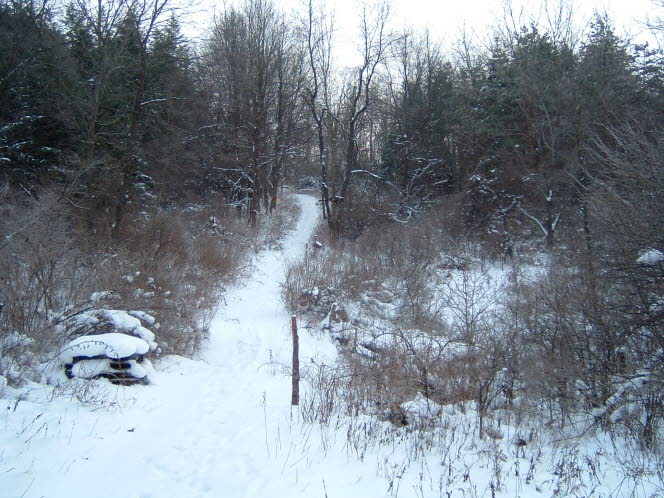 LRsnow0012