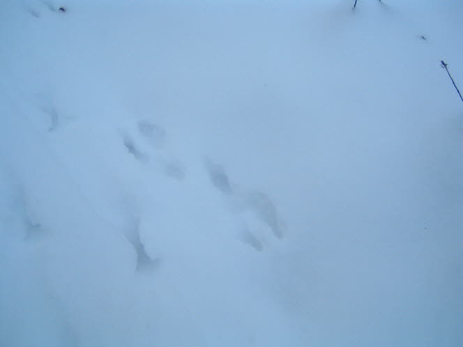 LRsnow0016