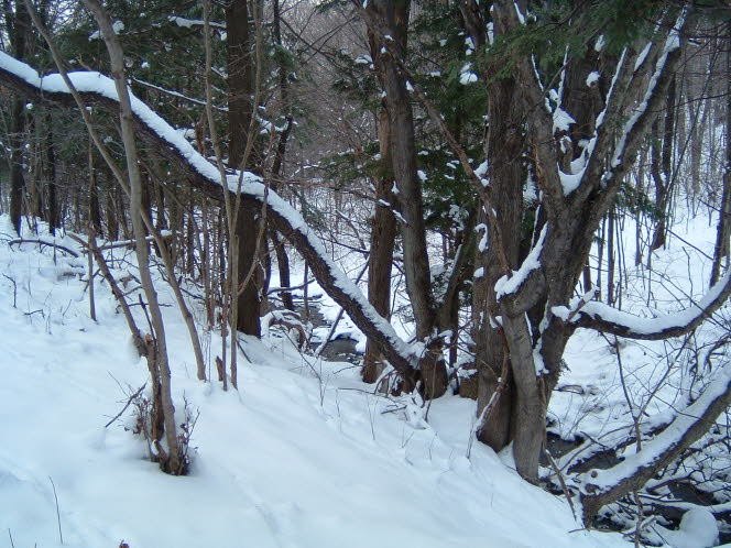 LRsnow0017