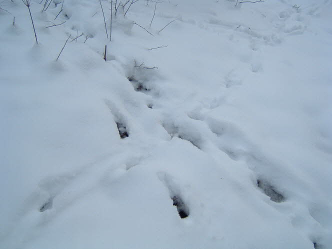 LRsnow0018
