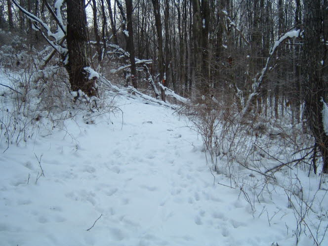 LRsnow0019