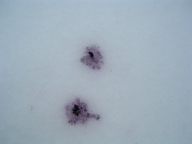 LRsnow0024