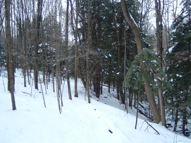 LRsnow0028