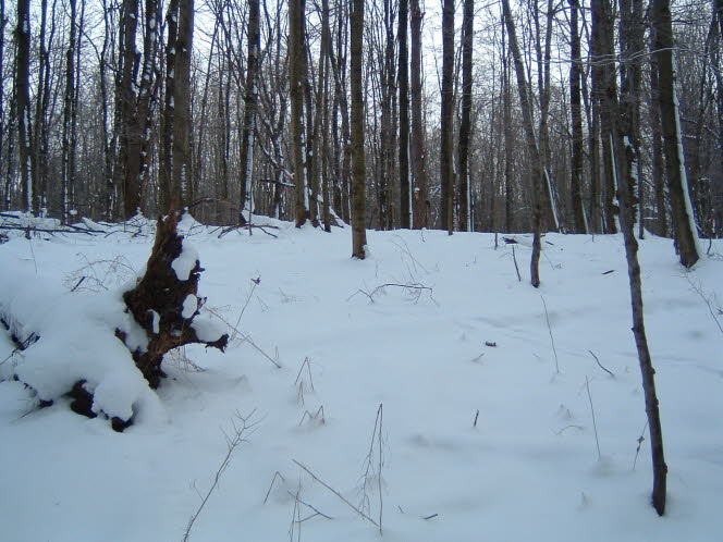 LRsnow0030