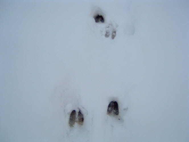 LRsnow0032