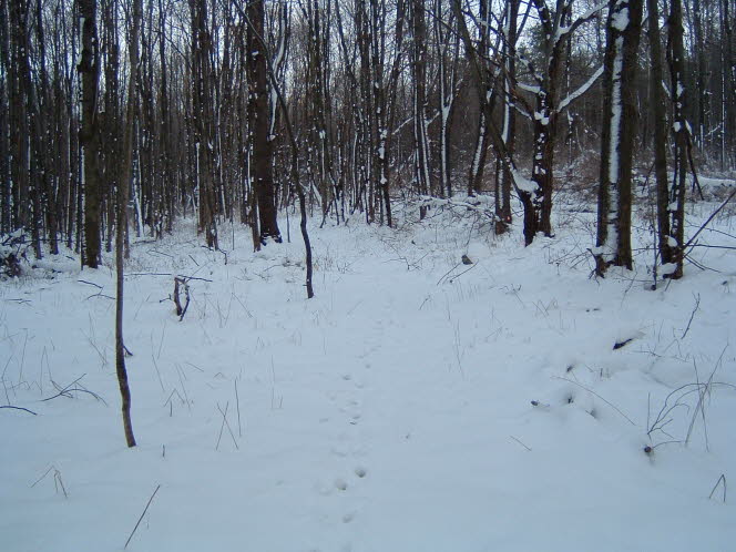 LRsnow0033