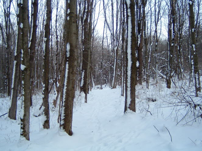 LRsnow0036