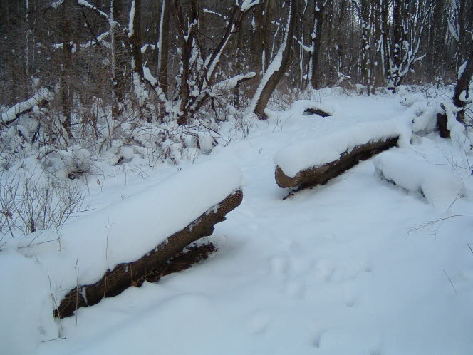 LRsnow0037