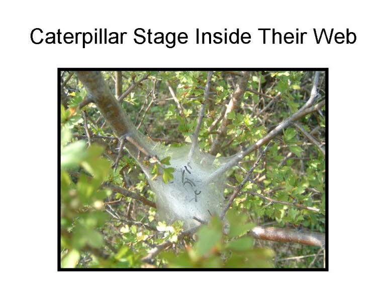Slide09