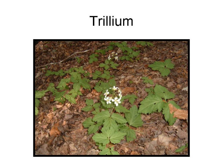 Slide21